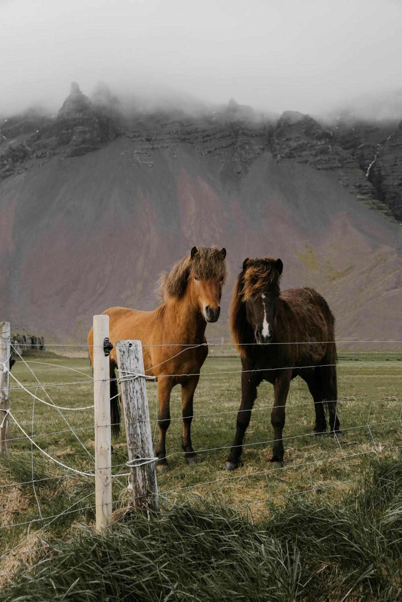 Lara Studio In Laugardalur Valley, Reykjavik Central Park And Botanical Garden, Private Entrance, Free Private Parking On Side Exterior foto